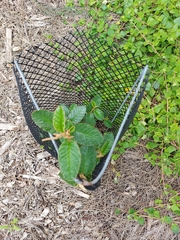 Pomaderris paniculosa