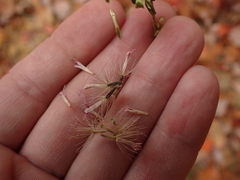 Liatris aspera