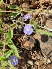 Evolvulus alsinoides