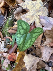 Hexastylis shuttleworthii