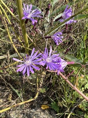 Lactuca sibirica