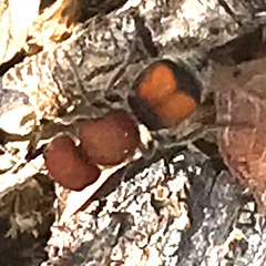 Pseudomethoca oceola