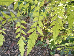 Koelreuteria bipinnata