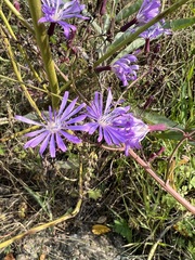 Lactuca sibirica
