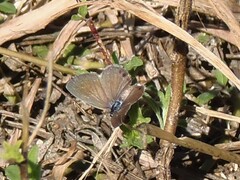 Hemiargus ceraunus