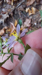 Symphyotrichum undulatum