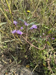 Lactuca sibirica