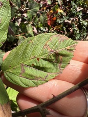 Stigmella villosella