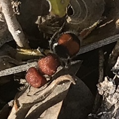 Pseudomethoca oceola