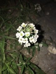 Lobularia maritima