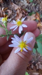 Symphyotrichum undulatum