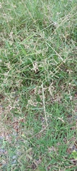 Digitaria ciliaris