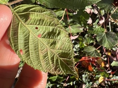 Stigmella villosella