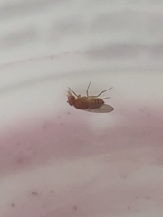 Drosophila