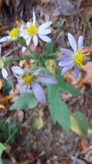 Symphyotrichum undulatum
