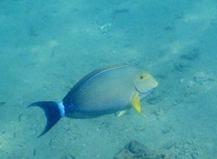 Acanthurus dussumieri