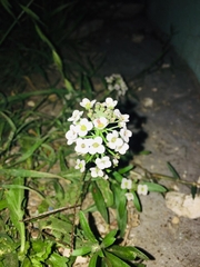 Lobularia maritima