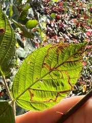 Stigmella villosella