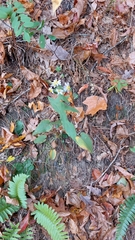 Symphyotrichum undulatum