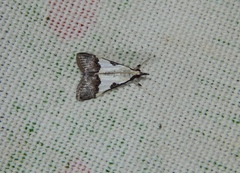 Autocharis jacobsalis