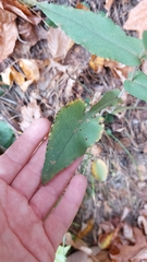 Symphyotrichum undulatum