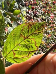 Stigmella villosella