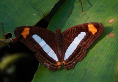 Adelpha iphiclus iphiclus