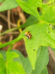 Aspidimorpha westwoodi