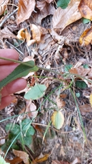 Symphyotrichum undulatum