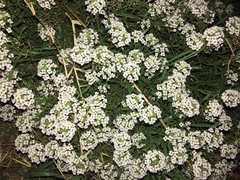Lobularia maritima