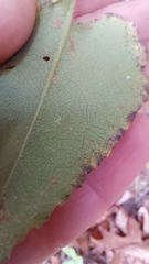 Symphyotrichum undulatum