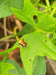 Aspidimorpha westwoodi