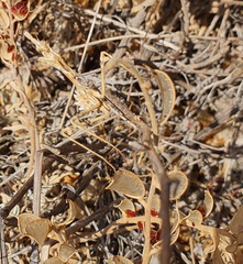 Empusa fasciata