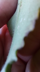 Symphyotrichum undulatum