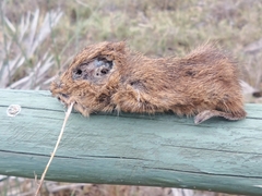 Cavia tschudii