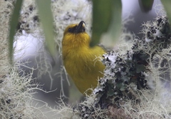 Hemignathus wilsoni