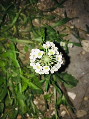Lobularia maritima