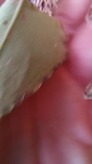 Symphyotrichum undulatum