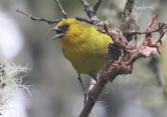Hemignathus wilsoni