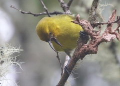 Hemignathus wilsoni