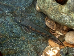 Sicyopterus lagocephalus