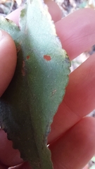 Symphyotrichum undulatum