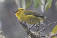 Hemignathus wilsoni