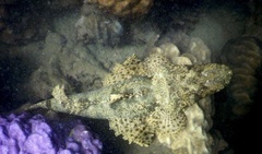 Cymbacephalus beauforti