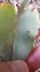 Symphyotrichum undulatum