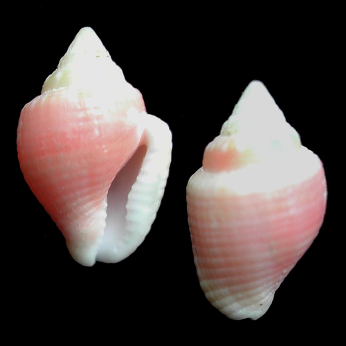 Merchant Dove Shell