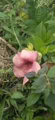 Allamanda blanchetii