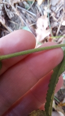 Symphyotrichum undulatum