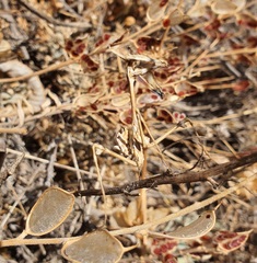 Empusa fasciata