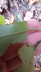 Symphyotrichum undulatum